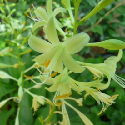 Hosta 'Miracle Lemony' Hosta 'Miracle Lemony'